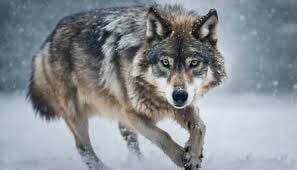 Gray Wolf